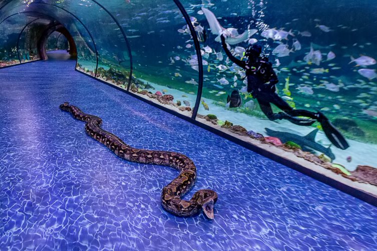  visite-aquarium-national-abou-dabi-billet-entree