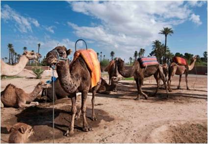  tour-en-dromadaire-dans-oasis-maroc