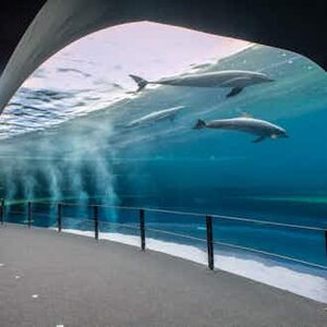  aquarium-gene-visite-coupe-file-day-experience