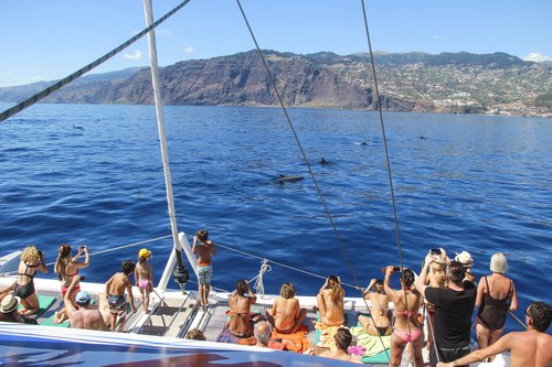  croisiere-dans-un-catamaran-d-observation-de-dauphins