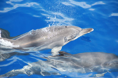  excursion-et-observation-les-dauphins-et-les-baleines