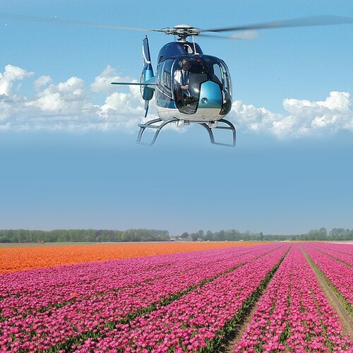  778- les champs de fleurs neerlandais pres Keukenhof.